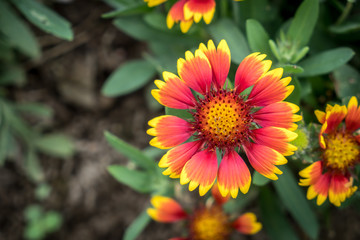Red and Yellow flower on green background