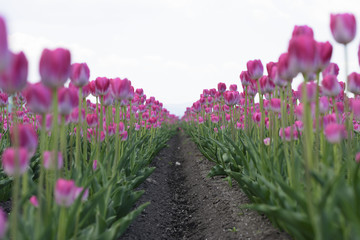 北海道　チューリップ
