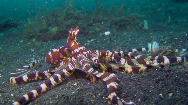 Wunderpus octopus (Wunderpus photogenicus) moving over sand