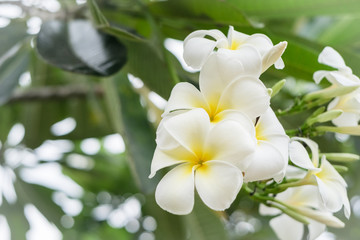 Plumeria flower and tree