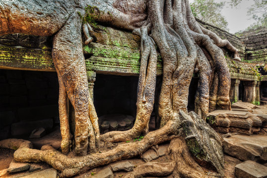 Ancient ruins and tree roots, Ta Prohm temple, Angkor, Cambodia 