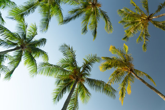 Palm trees against blue sky © Mariusz Blach