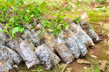 Fototapeta na wymiar Young plants in small plastic bags inside a plantation