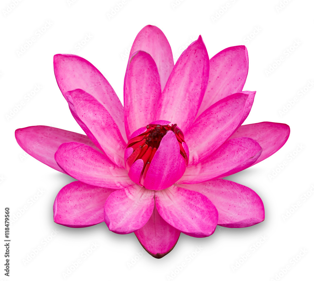 Wall mural Pink lotus flower isolated on white with clipping path - Wall murals