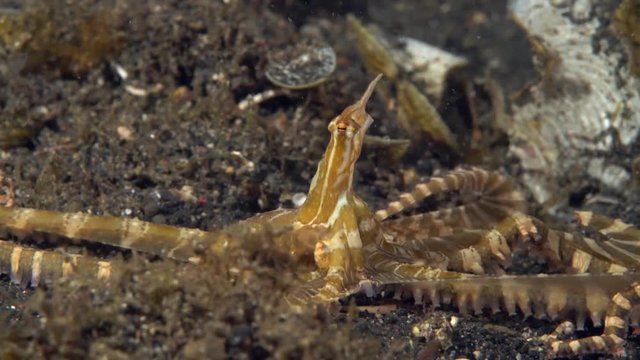 Wunderpus octopus (Wunderpus photogenicus) moving over sand