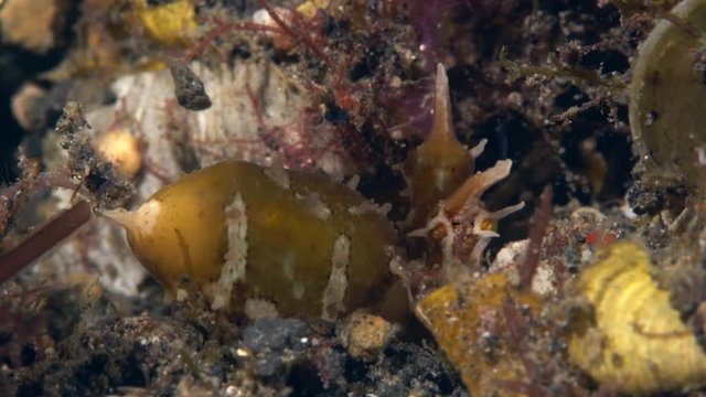 Wunderpus octopus (Wunderpus photogenicus) disappearing in sand