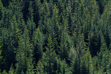 Obraz premium British Columbia Forest