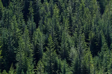 Raamstickers British Columbia Forest © clarke
