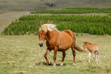 Naklejka na ściany i meble Icelandic horse or horses outdoor 