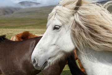 Icelandic horse or horses outdoor

