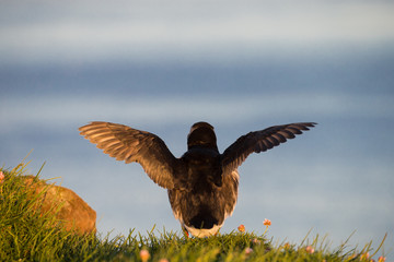 Puffin on the rocks at latrabjarg Iceland during midsummer night sun
