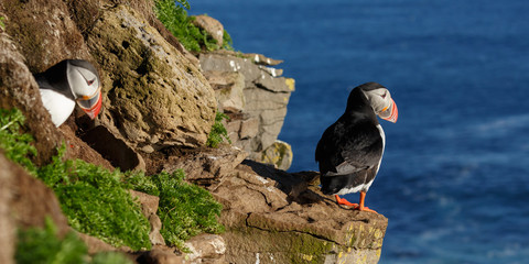 Puffin on the rocks at latrabjarg Iceland during midsummer night sun

