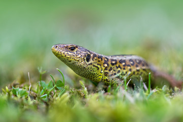 Sand lizard - Lacerta agilis
