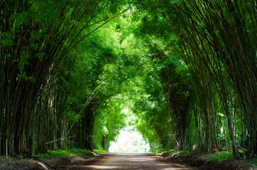Tunnel Bambusbäume und Gehweg © stpadcharin