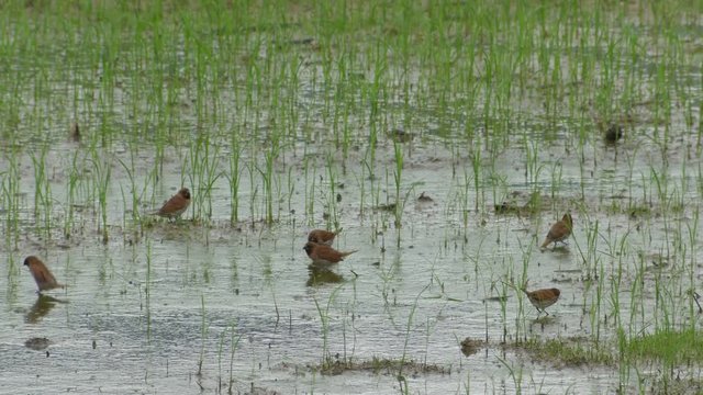 scaly breasted munia is seeking and eating food in the paddy field