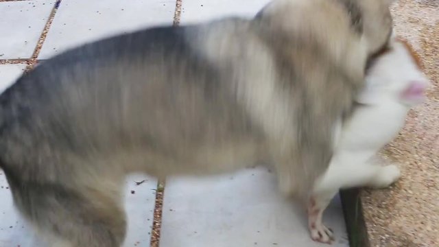 two dogs is playing together