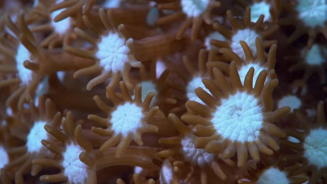Xenia coral pulsating and feeding
