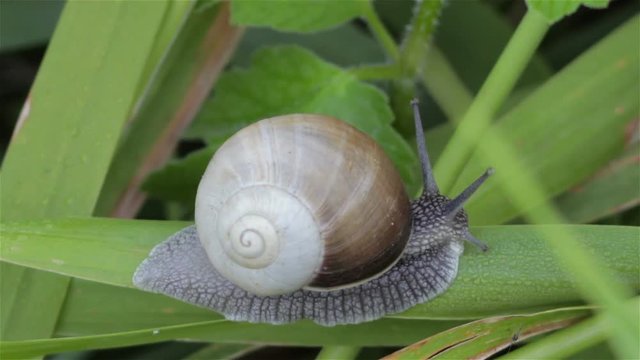 Snail on grass/snail crawling on the grass in summer