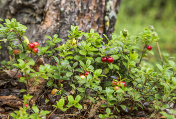 Fototapeta na wymiar Lingonberries in Finnish Lapland