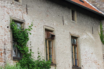 Alte Fenster in Hausfassade, umrankt von Weinreben