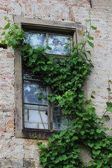 Fototapeta na wymiar Altes Fenster mit zerbrochenen Scheiben, umrankt von Weinreben
