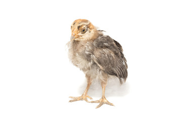 chicken on a white background