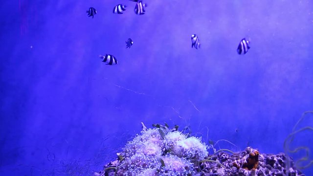Fish life underwater in Thailand 