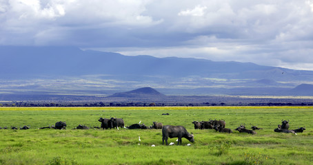 Fototapeta na wymiar Herd of African Buffalo is a large African mammal in Maasai Mara National Park, Kenya