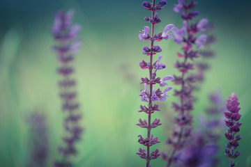 Salvia nemorosa macro bacground. Sun flare added.