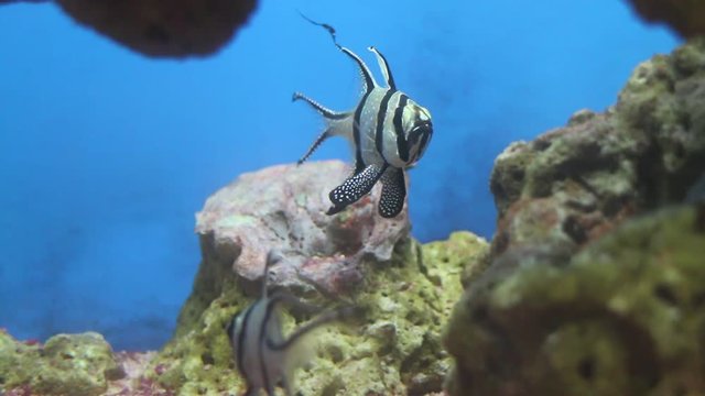 Fish life underwater in Thailand