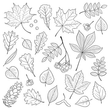 Vector set of different, isolated, detailed outline tree leaves, bunch of Rowan and pine cone on white background. Hand drawn illustration in black colour for design.