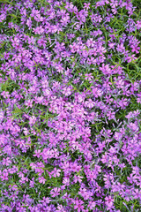 The blossoming phlox awl-shaped (Phlox subulata L.), background