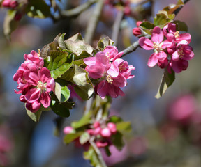 The blossoming apple-tree of Nedzvetsky (Malus niedzwetzkyana Di