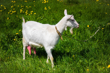 Milk white rustic goat.