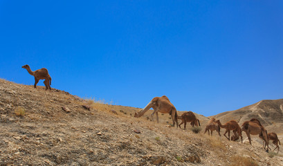 Israel, Negev Desert, A herd of Arabian camels
