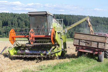 harvester unloading fresh wheat grains
