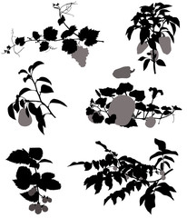 Collection of silhouettes of grape, blackberry, pear, nut, pumpkin and pepper