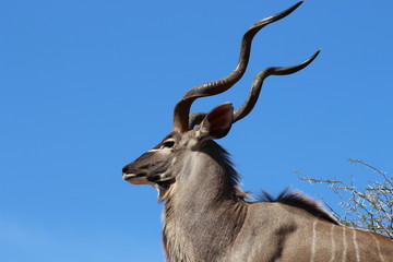 A male greater Kudu in Kruger National Park looking straight ahead
