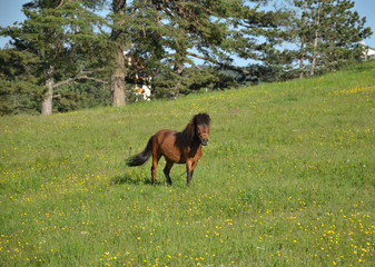 Brown horse standing on a mountain field in summertime