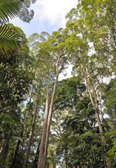 vegetation in the rainforest on Fraser Island, Queensland Australia