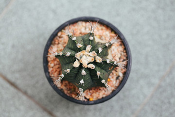 green cactus, close-up