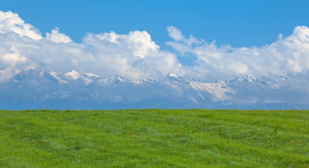 Obraz premium green field with poppies and sky with clouds for background