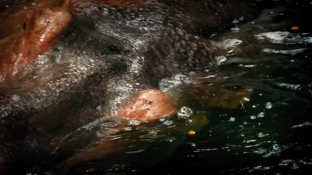 Hippo Head Submerges In Water