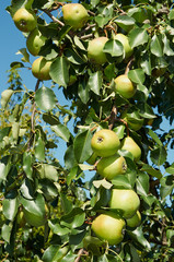 green pears growing on the tree