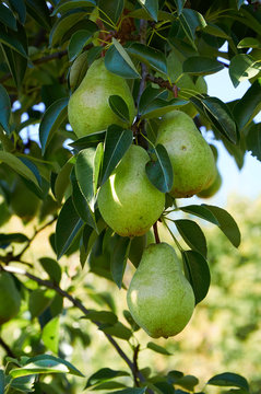 green pears growing on the tree