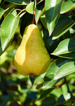 Big ripe fruit on the branch of pear tree