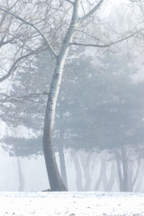 Trees in winter on a foggy day