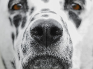 Beautiful and curious dog's nose
