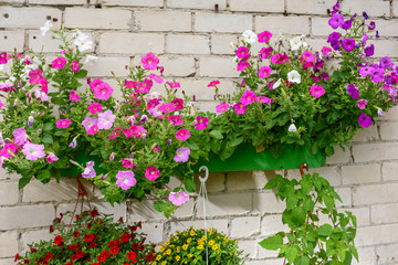 Colorful floral display of hanging baskets on a white brick wall
