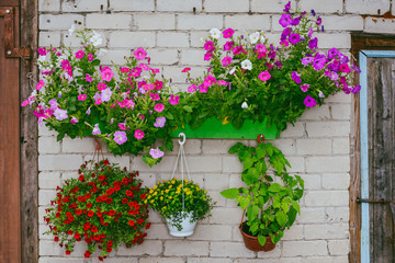Fototapeta na wymiar Colorful floral display of hanging baskets on a white brick wall 
